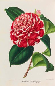 Camellias