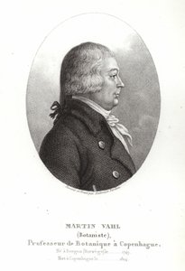 ಮಾರ್ಟಿನ್ ವಾಹ್ಲ್ ಟರ್ಕ್ by Ambroise Tardieu