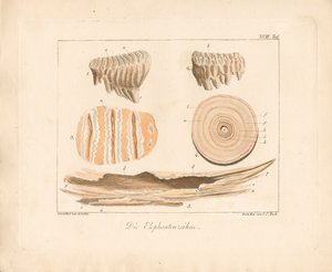 Fil dişleri (renkli bakır levha gravür) by Ambrosius Gabler