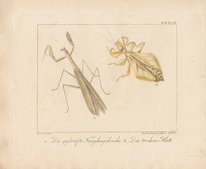 Peygamberdevesi ve Yaprak Böceği (elle renklendirilmiş bakır levha gravür)