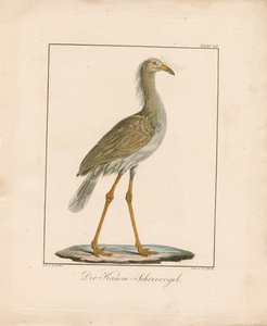 Kırmızı Bacaklı Seriema (elle renklendirilmiş taş baskı)