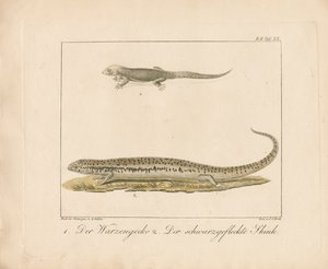 Türk Gecko ve Ocellated Skink (elle renklendirilmiş bakır levha gravür)