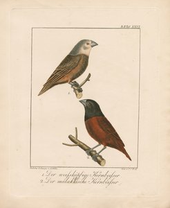 Ak Başlı Grosbeak ve Malaccan Grosbeak (elle renklendirilmiş taş baskı) by Ambrosius Gabler