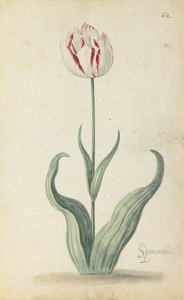 "Speramondi" lale, bir çiçek albümünden, c.1640
