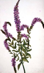 PD.128-1973f.11 Mor Çivili Söğüt Bitkisi (Epilobium) 1787 (suluboya ve guaj) by Amelia Fancourt
