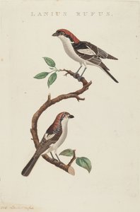 kırmızı kasap by American 19th Century