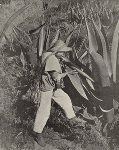 Meksikalı Pulque Toplayıcı (s/b fotoğraf) by American Photographer (after)
