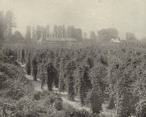 Bir Washington Hop Yard (s/b fotoğraf) by American Photographer (after)