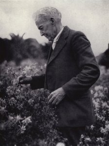 Luther Burbank çiçeklerinin arasında (s/b fotoğraf) by American Photographer (after)