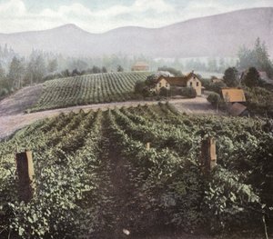 Oregon: Willamette Vadisi