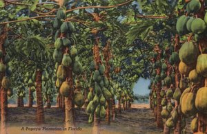 Papaya plantasyonu, Florida (fotoğraf) by American Photographer (after)