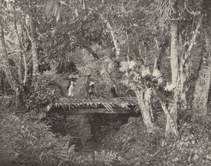 Vera Cruz Eyaletinde Tropikal Manzara, Meksika (s/b fotoğraf) by American Photographer (after)