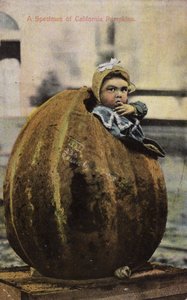 California balkabağı örneği (renkli fotoğraf) by American Photographer