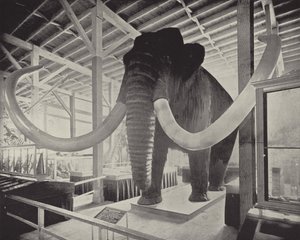 Büyük Sibirya Mamutu by American Photographer