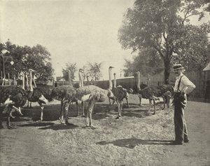 Devekuşları by American Photographer
