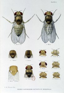 Abeilles - “” Drosophila melanogaster genetiğine katkılar””, Thomas H. Morgan by American School