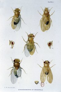 Abeilles - “” Drosophila melanogaster genetiğine katkılar””, Thomas H. Morgan by American School