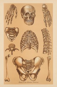 İnsan İskeletinin Anatomik İncelenmesi by American School