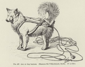 Ano veya köpek koşum takımı by American School