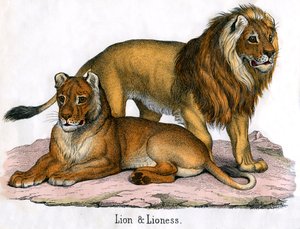 Aslan ve Dişi Aslan Antika Baskı by American School