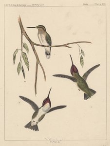 Kuşlar, Levha XIX, 1855 by American School