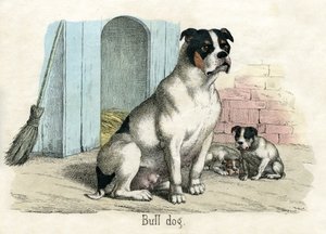 Hayvanların Doğal Tarihinden Bulldog by American School