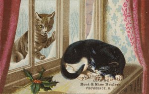 Kedi Dışarıdan İçeriye Bakıyor by American School