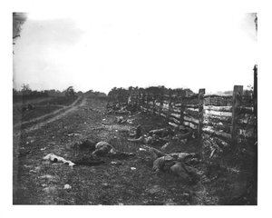 Hagerstown Pike Batı Yakası Boyunca Konfederasyon Ölü, Antietam Savaşı, 19 Eylül 1862 by American School