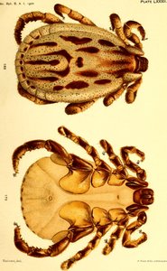Erkek Dermacentor reticulatus, "Amerika Birleşik Devletleri