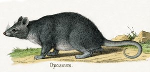 Hayvanların Doğal Tarihinden Opossum by American School