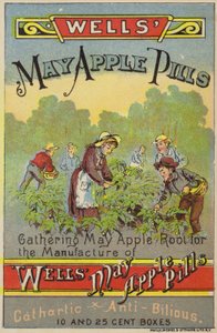 Mayıs Elma Kökleri Toplama by American School