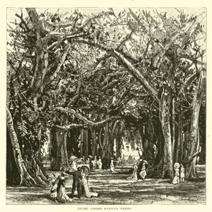 Banyan ağaçlarının altında piknik by American School
