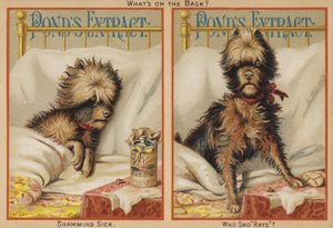Yatakta Hasta Köpek by American School