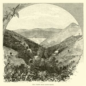 Hong Kong yakınlarındaki çay çiftliği by American School
