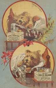 Yatakta Teriyer Köpeği by American School