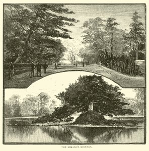 Mikados Sahası by American School