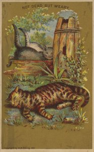 Üç Yorgun Kedi. by American School