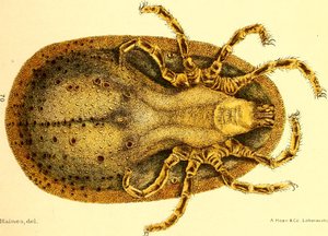 Argus Miniatus