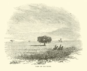 Teche