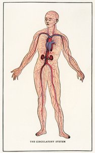 İnsan Dolaşım Sisteminin Vintage Anatomik Baskısı by American School
