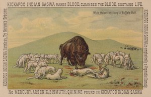 Bir bufalo boğa saldıran beyaz kurtlar by American School