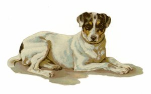 Genç köpek uzanmış by American School