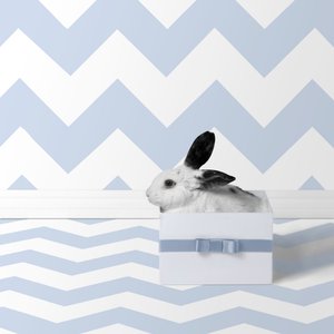 Tavşanlar 06, 2018 (fotoğraf)