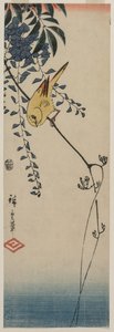 Kanarya ve Wisteria, 1840