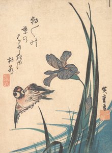 İris ve Serçe, yaklaşık. 1832., yaklaşık 1832. by Ando Hiroshige