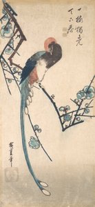 Uzun Kuyruklu Kuş. by Ando Hiroshige