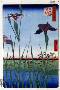 Su İris - Utagawa Hiroshige tarafından Japon baskısı. Edo