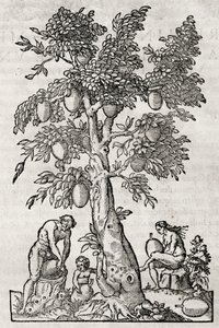 Andre Thevet (1504-1592), Paris, Fransa tarafından gravür ekmek meyve ağacı by Andre Thevet