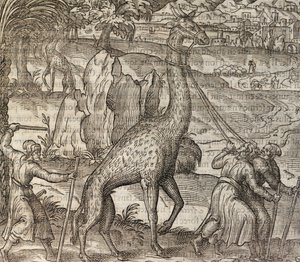 Zürafa, Cosmographie Universelle