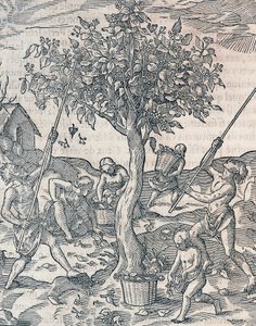 Java adasında biber hasadı, Andre Thevet (1504-1592), Paris tarafından Universal Cosmology